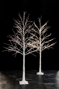 Lighted birch tree